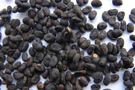 Bu-Gu-Zhi-neutd