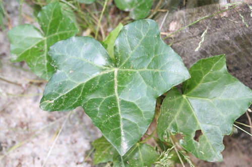 Efeu
