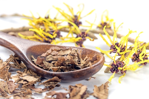 hamamelis