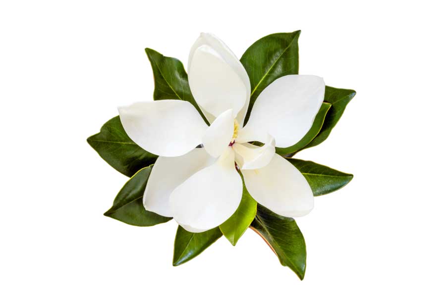magnolie-neu