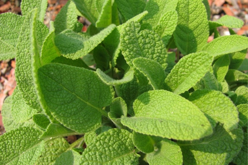 salbei